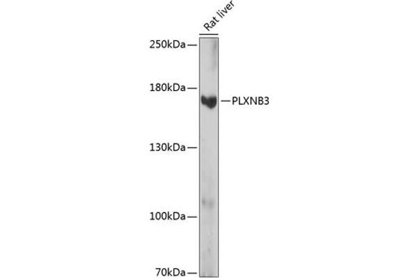 Plexin B3 anticorps  (AA 1050-1250)