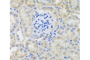 Immunohistochemistry of paraffin-embedded Mouse kidney using BNIP3 Polyclonal Antibody at dilution of 1:100 (40x lens). (BNIP3 抗体)