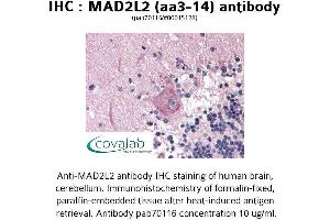 Image no. 1 for anti-MAD2 Mitotic Arrest Deficient-Like 2 (MAD2L2) (AA 3-14) antibody (ABIN1736665) (MAD2L2 抗体  (AA 3-14))