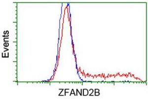 HEK293T cells transfected with either RC203822 overexpress plasmid (Red) or empty vector control plasmid (Blue) were immunostained by anti-ZFAND2B antibody (ABIN2454250), and then analyzed by flow cytometry.