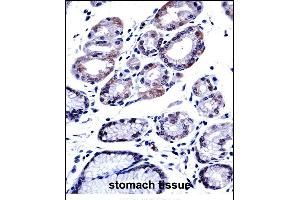 G3BP1 Antibody (C-term) ((ABIN657707 and ABIN2846698))immunohistochemistry analysis in formalin fixed and paraffin embedded human stomach tissue followed by peroxidase conjugation of the secondary antibody and DAB staining.
