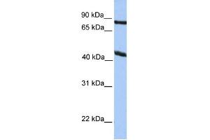 WB Suggested Anti-KCNK4 Antibody Titration:  0. (KCNK4 抗体  (N-Term))
