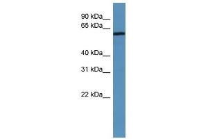 MAGED2 antibody used at 0. (MAGED2 抗体  (N-Term))