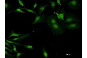 Immunofluorescence (IF) image for anti-Apolipoprotein B mRNA Editing Enzyme, Catalytic Polypeptide-Like 2 (APOBEC2) (AA 1-224) antibody (ABIN949014)