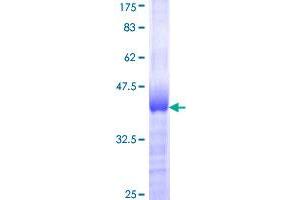 ZNF207 Protein (AA 1-110) (GST tag)