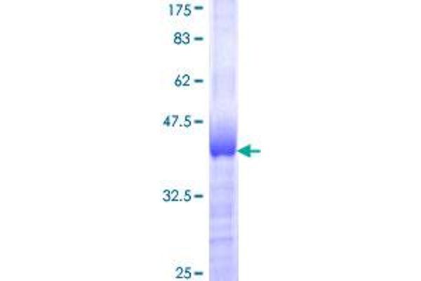 ZNF207 Protein (AA 1-110) (GST tag)
