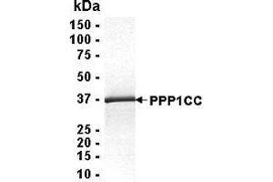 Western Blotting (WB) image for Protein Phosphatase 1, Catalytic Subunit, gamma Isoform (PPP1CC) (AA 1-323) protein (ABIN2468984)