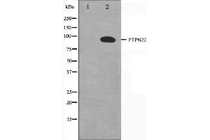 Western blot analysis on HeLa cell lysate using PTPN22 Antibody,The lane on the left is treated with the antigen-specific peptide. (PTPN22 抗体  (C-Term))