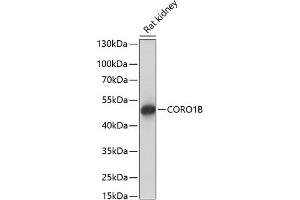 Western blot analysis of extracts of rat kidney, using CORO1B antibody (ABIN7266507) at 1:1000 dilution. (CORO1B 抗体  (AA 380-489))