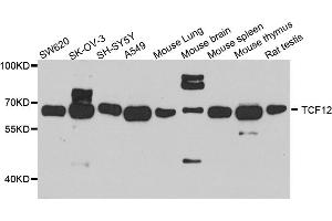 Western blot analysis of extracts of various cell lines, using TCF12 antibody (ABIN5972284) at 1/1000 dilution. (TCF12 抗体)