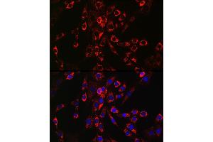 Immunofluorescence analysis of NIH/3T3 cells using HB-EGF Rabbit pAb (ABIN6130449, ABIN6141644, ABIN6141645 and ABIN6218793) at dilution of 1:150 (40x lens).