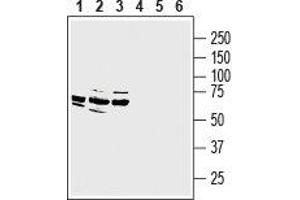 Western blot analysis of rat dorsal root ganglion lysate (lanes 1 and 4), mouse (lanes 2 and 5) and rat (lanes 3 and 6) brain membranes: - 1-3. (MRGPRE 抗体  (AA 197-209))