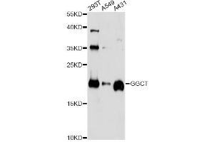 Western blot analysis of extracts of various cell lines, using GGCT antibody (ABIN5972861) at 1/1000 dilution.
