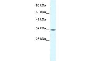 WB Suggested Anti-MORF4L2 Antibody Titration:  0. (MORF4L2 抗体  (N-Term))