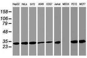 Image no. 3 for anti-Proteasome Subunit alpha 4 (PSMA4) antibody (ABIN1500459) (PSMA4 抗体)
