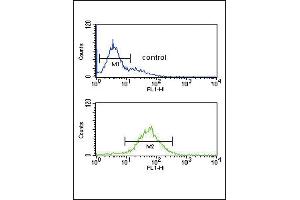 SRD5A3 Antibody (C-term) (ABIN651469 and ABIN2840258) flow cytometric analysis of K562 cells (bottom histogram) compared to a negative control cell (top histogram). (SRD5A3 抗体  (C-Term))