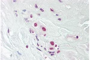 Anti-DPPA4 antibody IHC staining of human placenta. (DPPA4 抗体  (AA 1-50))