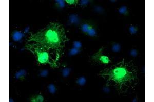 Anti-C1orf50 mouse monoclonal antibody (ABIN2454602) immunofluorescent staining of COS7 cells transiently transfected by pCMV6-ENTRY C1orf50 (RC200134). (C1ORF50 抗体)