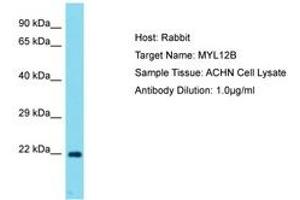 Image no. 1 for anti-Myosin, Light Chain 12B, Regulatory (MYL12B) (AA 92-141) antibody (ABIN6750739) (MYL12B 抗体  (AA 92-141))