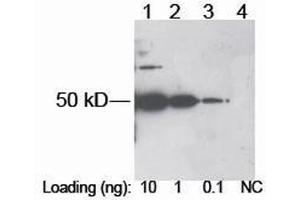 Lane 1-3: DDDDK tag fusion protein in E. (DDDDK Tag 抗体)