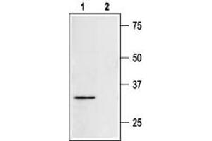 Western blot anlysis of rat heart lysate: - 1. (Syntaxin 4 抗体  (Intracellular, N-Term))