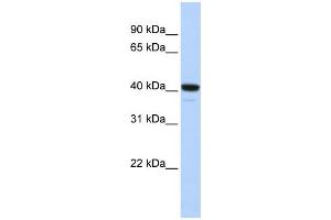 WB Suggested Anti-FOXI1 Antibody Titration:  0.