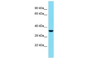 Host: Rabbit Target Name: C1QL2 Sample Type: Fetal Heart lysates Antibody Dilution: 1. (C1QL2 抗体  (Middle Region))
