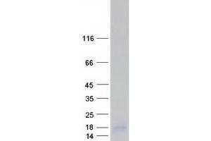 Western Blotting (WB) image for Elongation Factor 1 Homolog (ELOF1) protein (Myc-DYKDDDDK Tag) (ABIN2720149)