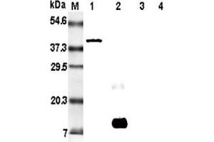 Western blot analysis of resistin using anti-Resistin (rat), mAb (RRES 07)   at 1:5'000 dilution. (Resistin 抗体)