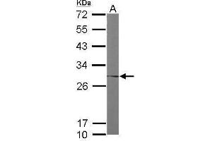 WB Image Sample (50 ug of whole cell lysate) A: Mouse brain 12% SDS PAGE antibody diluted at 1:1000 (FKBP3 抗体  (Center))