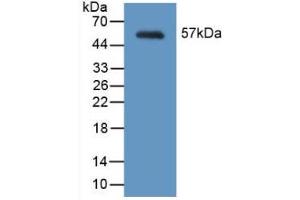 Western blot analysis of recombinant Mouse MYH2. (MYH2 抗体  (AA 1238-1472))