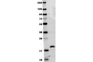 Anti-mouse RANKL antibody in western blot shows detection of recombinant mouse RANKL raised in E. (RANKL 抗体  (AA 143-316))