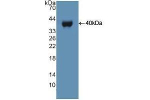 Western blot analysis of recombinant Human UBE3A. (ube3a 抗体  (AA 158-407))