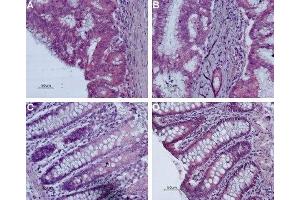 Expression of Bombesin receptor 2 in human colon - Immunohistochemical staining of paraffin-embedded human colon using Anti-Bombesin Receptor 2 (GRPR) (extracellular) Antibody (ABIN7043210 and ABIN7043937), (1:50). (GRPR 抗体  (3rd Extracellular Loop))