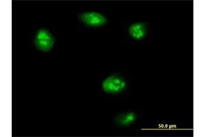 Immunofluorescence of purified MaxPab antibody to TEAD4 on HeLa cell. (TEAD4 抗体  (AA 1-305))