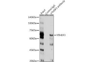 Immunoprecipitation (IP) image for anti-YTH Domain Family, Member 3 (YTHDF3) (AA 1-275) antibody (ABIN6150345)