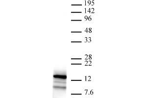 Htz1 pAb tested by Western blot. (Htz1 / Histone H2A.Z 抗体)