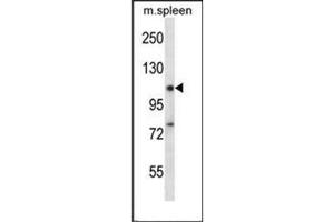 Western blot analysis of RBM12 Antibody  in Mouse spleen tissue lysates (35ug/lane). (RBM12 抗体  (Middle Region))