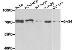 Western blot analysis of extracts of various cells, using GAS6 antibody.