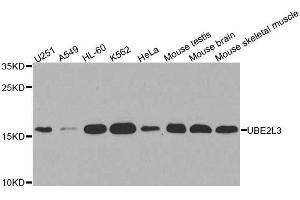 Western blot analysis of extracts of various cell lines, using UBE2L3 antibody. (UBE2L3 抗体  (AA 73-212))