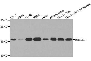 Western blot analysis of extracts of various cell lines, using UBE2L3 antibody. (UBE2L3 抗体  (AA 73-212))