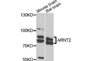 Western blot analysis of extracts of various cells, using ARNT2 antibody. (ARNT2 抗体)