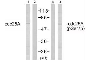Western blot analysis of extracts from A2780 cells using cdc25A (Ab-75) antibody (E021163, Lane 1 and 2) and cdc25A (phospho-Ser75) antibody (E011138, Lane 3 and 4). (CDC25A 抗体)