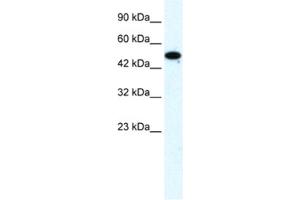 Western Blotting (WB) image for anti-Zinc Finger Protein 778 (ZNF778) antibody (ABIN2461329) (ZNF778 抗体)
