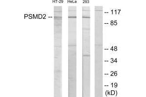 Western blot analysis of extracts from HT-29 cells, HeLa cells and 293 cells, using PSMD2 antibody.