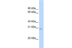 WB Suggested Anti-Tfam Antibody Titration:  0. (TFAM 抗体  (C-Term))