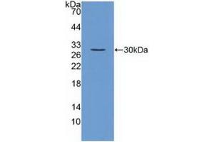 Detection of Recombinant FGF23, Mouse using Polyclonal Antibody to Fibroblast Growth Factor 23 (FGF23) (FGF23 抗体  (AA 25-251))