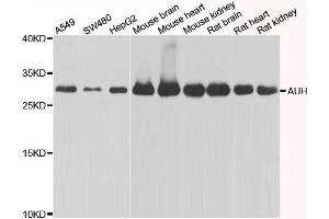 Western blot analysis of extracts of various cell lines, using AUH antibody. (AUH 抗体  (AA 68-339))
