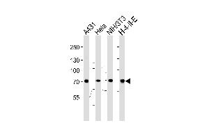 Western blot analysis of lysates from A431,Hela,mouse NIH/3T3, rat H-4-II-E cell line (from left to right),using HS Antibody (N-term) (ABIN650754 and ABIN2839488). (Hsc70 抗体  (N-Term))