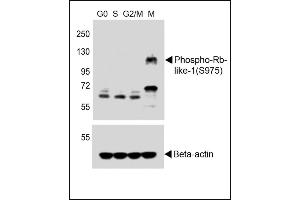 All lanes : Anti-Phospho-Rb-like-1 Antibody (upper) at 1:250 dilution + Hela whole cell lysates, Beta-actin (lower) Lane 1: G0-phase(serum-deprived 24h) Lane 2: S-phase,hydroxycarbamide,5 mM, 24h Lane 3: G2/M-phase,etoposide,5 mM, 24h Lane 4: M-phase, nocodazole, 150 ng/mL 20h Lysates/proteins at 20 μg per lane. (p107 抗体  (pSer975))